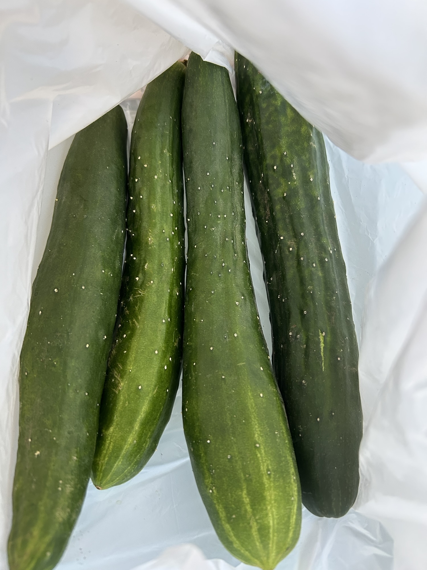 自家栽培のお野菜🥬